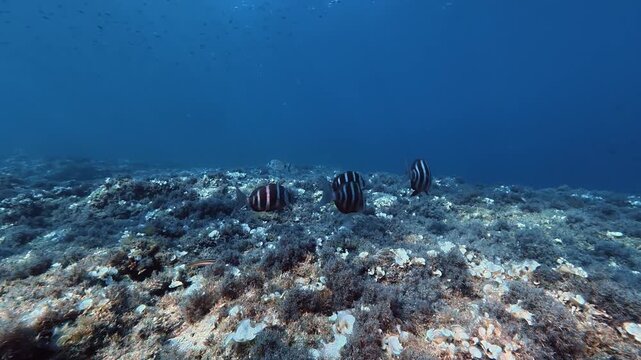 Sea life - Four imperial breams swimming in a Majorca reef