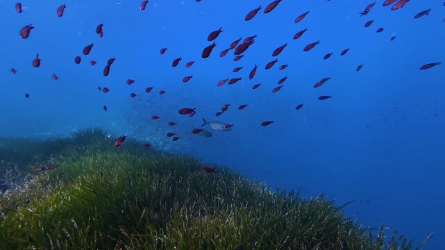 Underwater scene - Little jacks chasing a boops boops fish baitball