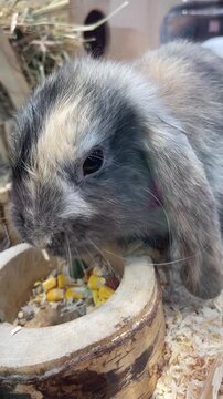 lop-eared rabbit eating interacts with wooden feeding bowl, lowering head into bowl to nibble corn kernels then lifting head to rest beside rim, scene shows whiskers rabbit