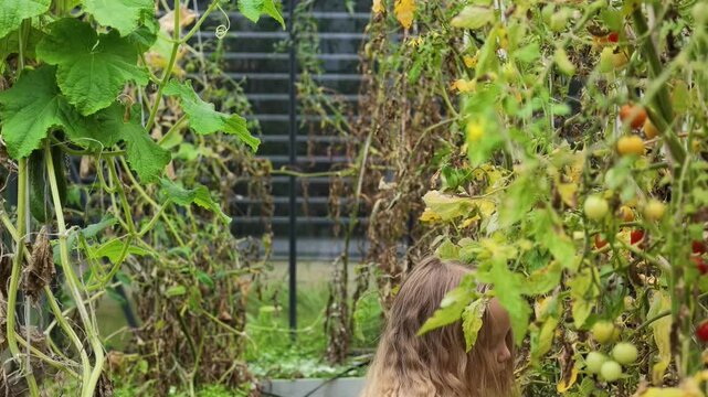 Young girl in strawberry-patterned sweater explores inside greenhouse, carefully observing growing tomato plants while squatting along narrow path between garden beds.