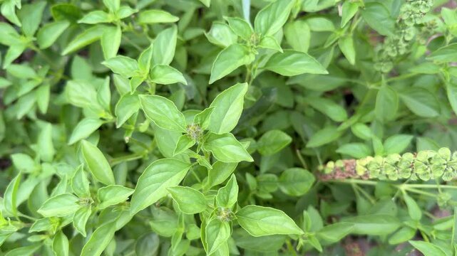 Organic Green Basil Ocimum Basilicum Leaves Foliage 4k Resolution