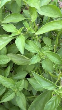 Organic Green Basil Ocimum Basilicum Leaves Foliage Vertical Video 4k Resolution