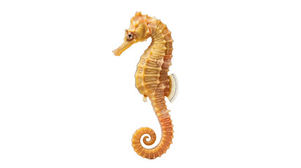 Yellow seahorse macro studio close-up, small tropical sea horse aquatic creature, marine ocean wildlife element for science education isolated PNG with Transparent Background © Moazzam