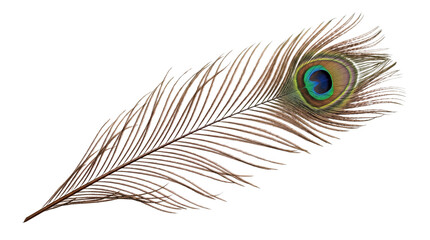 Vibrant peacock feather with colorful eye pattern, exotic bird plume for craft and design projects, natural avian plume detail isolated PNG with Transparent Background © Moazzam