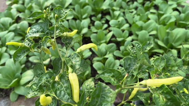 Raw yellow green chili plant, blurred bok choy mustard background, organic farming, 4K horizontal video