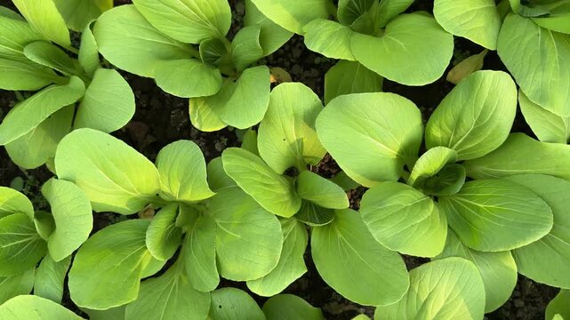 Fresh Organic Bok Choy Brassica Rapa Chinensis Crop Growing in Farm Soil 4K Video