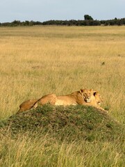 Two young African lions resting together on a grassy mound in the open savanna during a wildlife safari. © Vassi