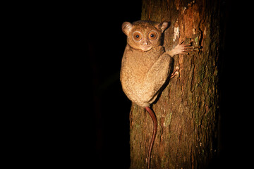 Tarsier clinging to tree trunk at night in Borneo © Juall