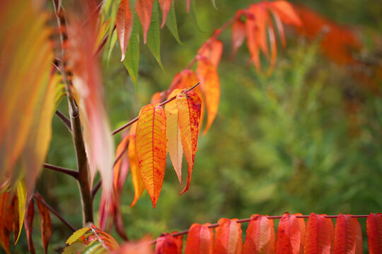 Feuille d'un arbre en automne, Qu&eacute;bec, Canada