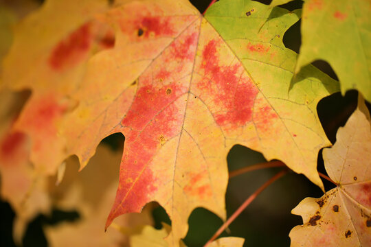 Une feuille d'&eacute;rable en automne, Qu&eacute;bec, Canada.