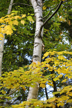 Un bouleau en automne, Qu&eacute;bec, Canada