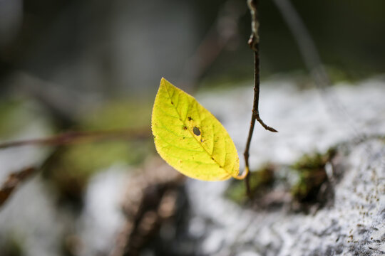 Feuille d'un arbre en automne, Qu&eacute;bec, Canada