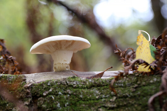 Des champignons sur le tronc d'un arbre mort en for&ecirc;t. Champignon et mousse sur un arbre.	