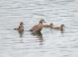 Fototapeta premium Beautiful eider duck in nature of North Iceland