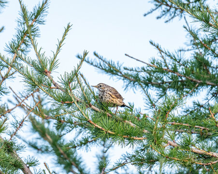 Meadow pipit sitting in a tree