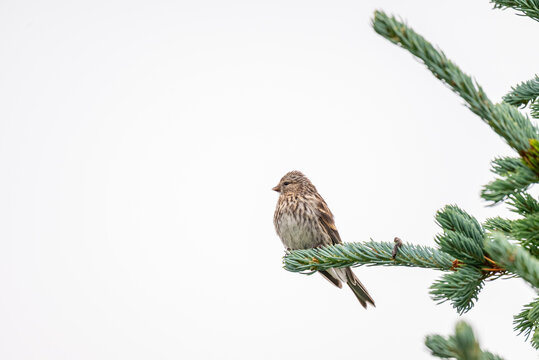 Redpoll bird sitting in a tree