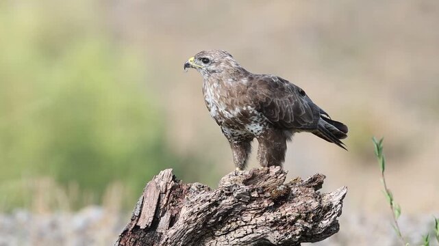 Common buzzard (Buteo buteo) Germany
