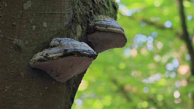 Tinder fungus (Fomes fomentarius), tree fungus, tree trunk, mossy, Bavarian Forest National Park, Germany