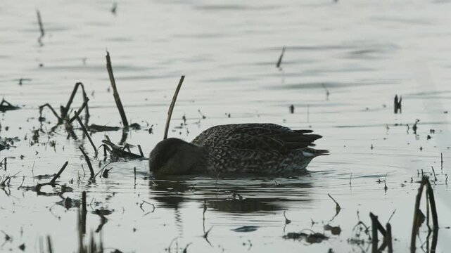 Eurasian Teal, Anas crecca, birds in spring courtship on marshes