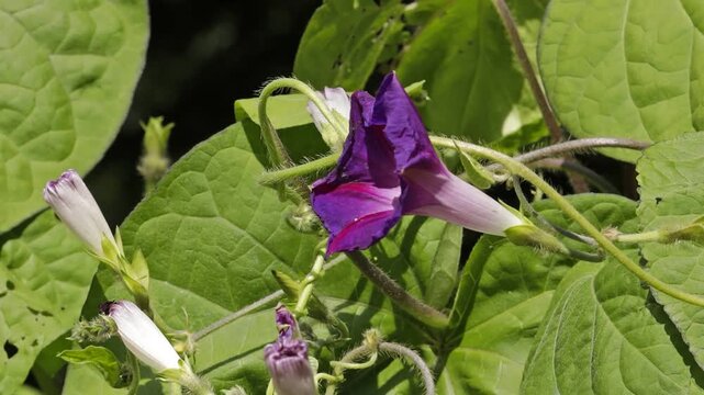 Time lapse, purple funnel bindweed flower (Ipomoea purpurea) curling up, Sieversen, Rosengarten, Lower Saxony, Germany