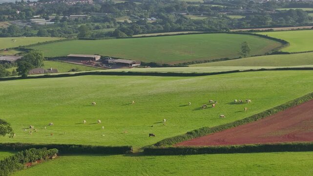 Cows on Devon Fields over Torquay from a drone, English Village, England, United Kingdom