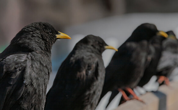 Alpendohlen (Pyrrhocorax graculus)