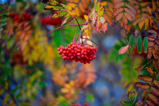 Macro close up of red rowan berry cluster with colorful autumn leaves bokeh in Iceland
