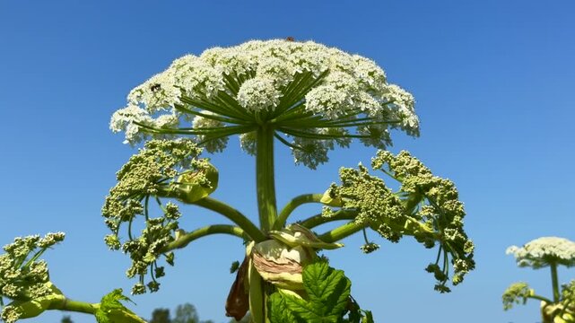 Flowering Giant Hogweed, (Heracleum mantegazzianum) an invasive species that is difficult to eradicate, in Glemminge, Ystad Municipality, Sk&aring;ne County, Sweden, Scandinavia