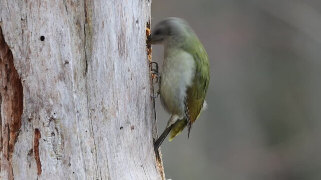 Grey-headed Woodpecker (Picus canus) wbl Germany