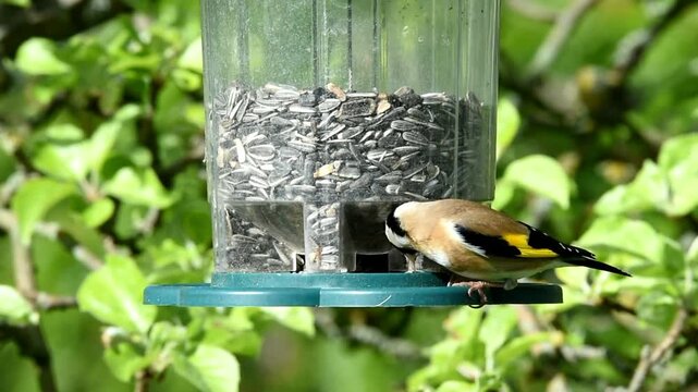 European goldfinch (Carduelis carduelis) eats sunflower seeds and seedlings, Hesse, Germany