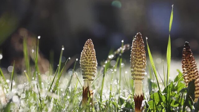 Meadow, blades of grass with dewdrops and field horsetail (Equisetum arvense), Upper Austria, Austria