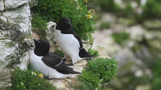 Razorbill, Alca Torda, birds on cliffs, Bempton Cliffs, North Yorkshire, England, United Kingdom