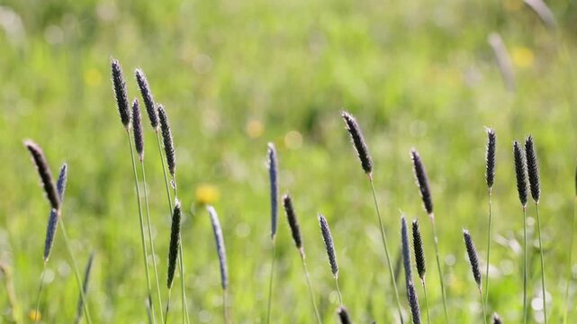 Meadow foxtail swaying in the wind on the meadow, Alopecurus pratensis