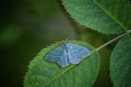 Common Emerald (Hemithea aestivaria) resting with wings spread on a green leaf in the wild, Mendip Hills, Somerset, UK, June 2025