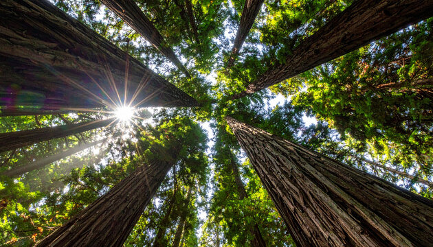 A lowangle view of towering redwood trees reaching toward the sky with sunlight bursting through the canopy. This serene, no people forest landscape evokes peace, growth, and natures wonder.