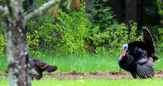 Wild turkey. Meleagris gallopavo. Male in courtship display. Region of La Mauricie, province of Quebec. Canada