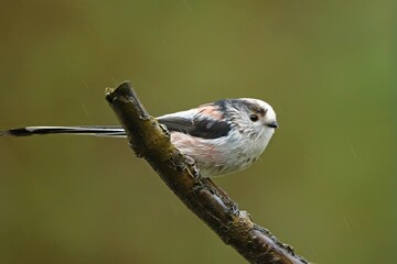 Long-tailed Tit (Aegithalos caudatus) perched on a bare branch in the rain in the wild, Uist, Outer Hebrides, Scotland, UK, December 2020 © charlie