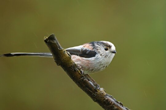 Long-tailed Tit (Aegithalos caudatus) perched on a bare branch in the rain in the wild, Uist, Outer Hebrides, Scotland, UK, December 2020