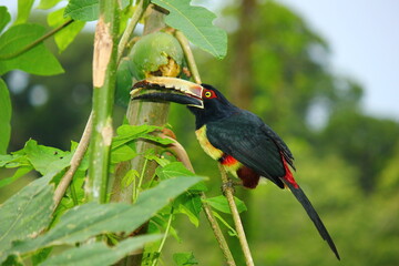 Collared Aracari (Pteroglossus torquatus) perched on a stem reaching up to green fruit in the wild, Costa Rica, December 2012 © charlie