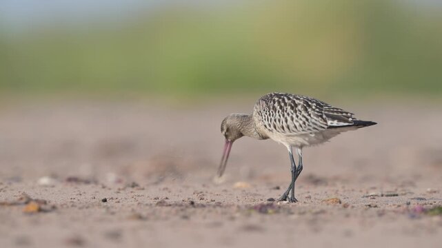 Black-tailed Godwit, Limosa limosa, bird on sand, Devon, England, United Kingdom