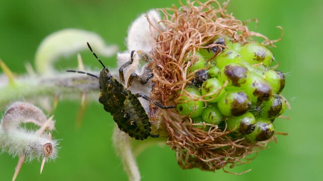 Forest Bug (Pentatoma rufipes) or Red-legged Shieldbug Nymph, Devon, England, United Kingdom