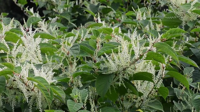 Flowering Japanese Knotweed (Fallopia Japonica), an invasive piece in a forest clearing in Ystad, Sk&aring;ne County, Sweden, Scandinavia