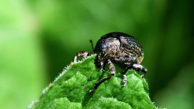 Pea Weevil (Bruchus pisorum), Devon, England, United Kingdom