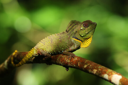 Hump Snout Lizard (Lyriocephalus scutatus) perched on a thin branch against green foliage in the wild, Sri Lanka, April 2015