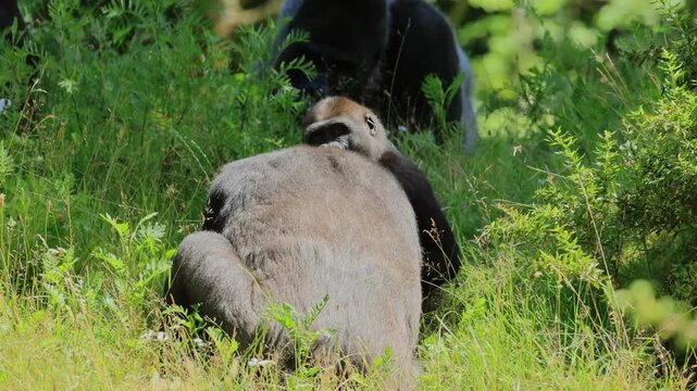 Western gorilla (Gorilla gorilla), juvenile, sub-adult, rough-and-tumble play, scuffle, Central African Republic