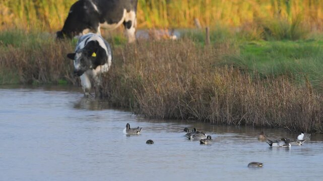Northern Pintail, Anas Acuta, birds on marshes, Devon, England, United Kingdom