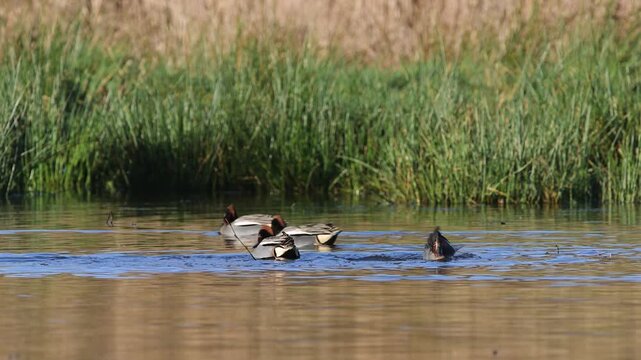 Eurasian Teal, Anas crecca, birds in spring courtship on marshes