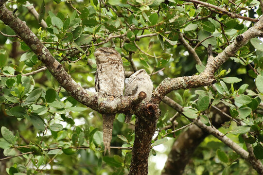 Papuan Frogmouth (Podargus papuensis) two roosting together on a branch in the wild, Queensland, Australia, December 2018