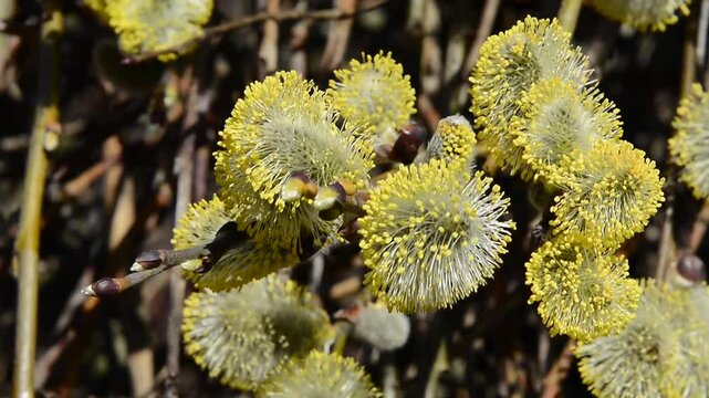 Hanging pussy willow (Salix caprea 'Kilmarnock') in spring in Ystad, Sk&aring;ne County, Sweden, Scandinavia