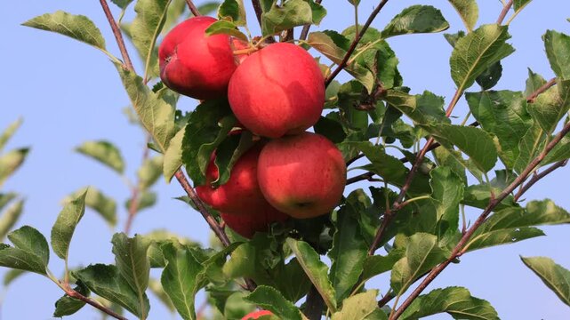 Cultivated apple (Malus domestica Borkh., synonym: Pyrus malus L.), apple tree, fruit, ripe, on the tree, agriculture, fruit, in summer, Ellerstadt, Rhineland Palatinate, Germany